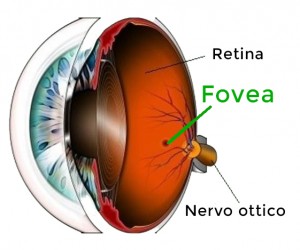 fovea